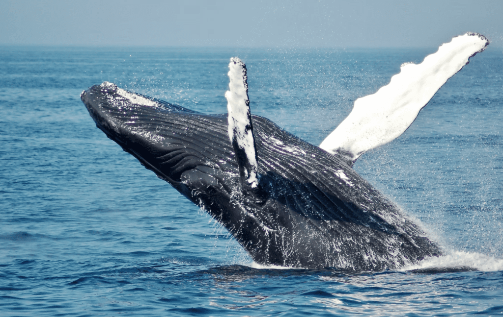 outdoor team building - Whale Watching in San Juan Islands